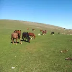 Spacious Countryside Escape בית נופש